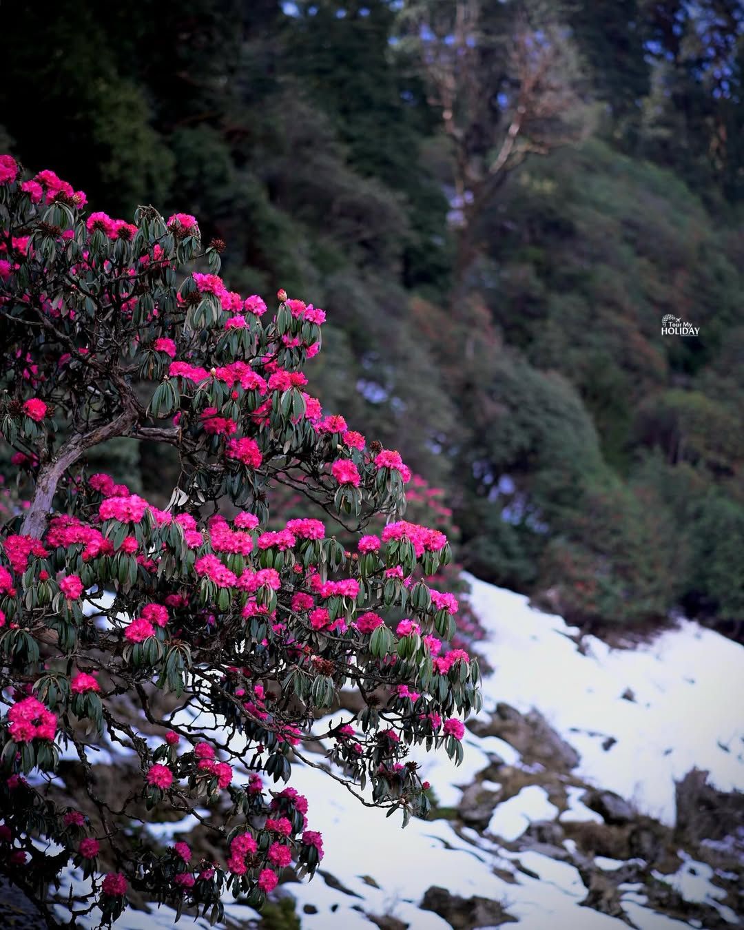 chopta tour package